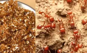 चींटियो का भोजन क्या है