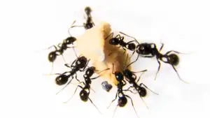  चींटियों को गुड़ खिलाने के फायदे
